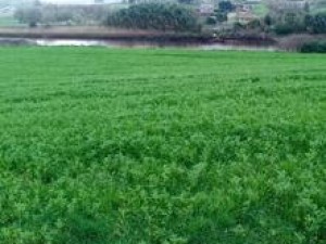 TERRENO RUSTICO ORUÑA DE PIÉLA