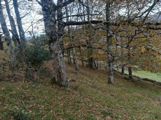 CABAÑA CON AGUA, LUZ CERCA