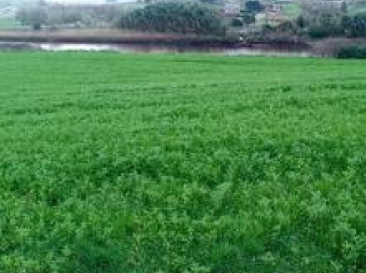 TERRENO RUSTICO ORUÑA DE PIÉLA